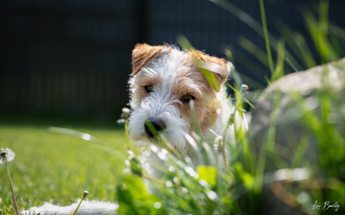 Pépette Parson Russell Terrier